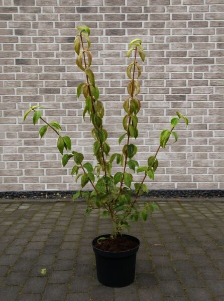 Kornelkirsche (Cornus mas) 80–100 cm, C7 im Topf, junger Strauch mit mehreren aufrechten Trieben und grünen Blättern.
