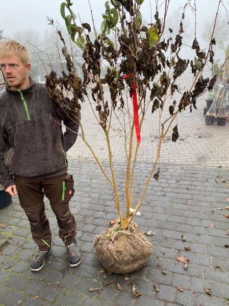 Heptacodium miconioides (Sieben-Söhne-des-Himmels-Strauch), mehrstämmig, 175–200 cm, mit Drahtballen, laubtragend.