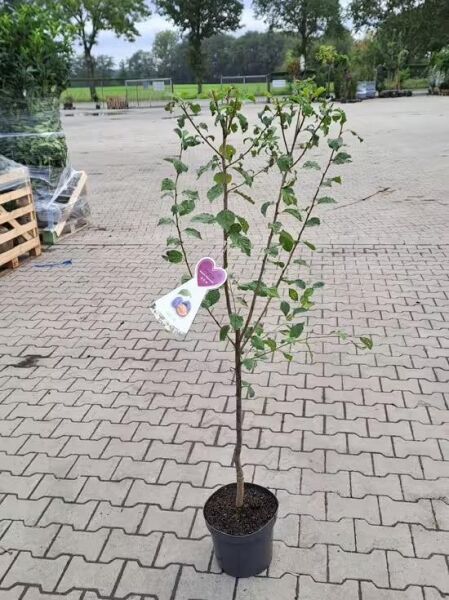 Malus domestica 'Ingrid Marie' / Apfel 'Ingrid Marie', Hochstamm 60 cm, 120–140 cm, im C5-Topf mit belaubten Trieben