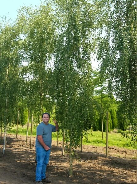 Sand-Birke (Betula pendula) Hochstamm 20–25 StU mit durchgehendem Stamm und überhängender, dicht belaubter Krone.