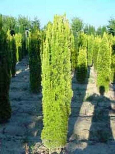 Gelbe Säulen-Eibe / Gelbe Säulen-Eibe