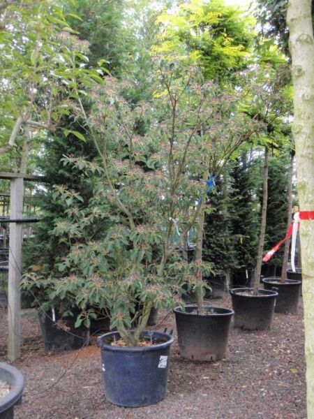 Pagoden-Hartriegel (Cornus controversa) 250–300 cm C110 im Pflanzcontainer, mehrstämmiger Strauch mit grünen Blättern und Fruchtständen.