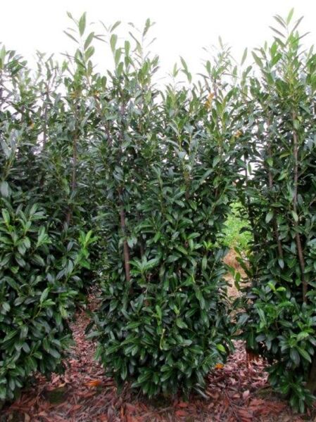 Kirschlorbeer 'Caucasica'  / Kirschlorbeer 'Caucasica' 