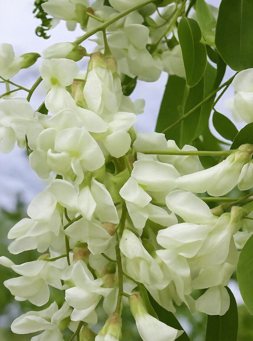 Einblttrige Robinie 'Unifoliola' - Robinia pseudoacacia 'Unifoliola'