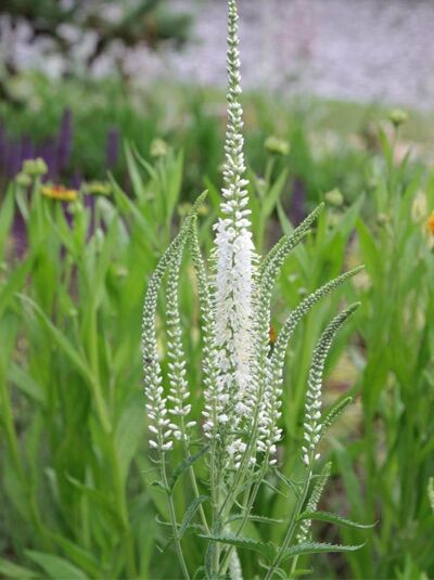 Wiesen-Ehrenpreis 'Schneeriesin' / Veronica longifolia 'Schneeriesin'