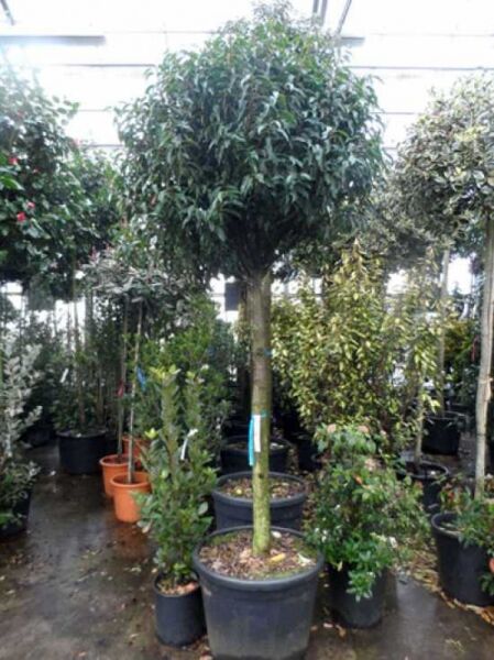 Portugiesischer Kirschlorbeer 'Angustifolia' 'Hochstamm'  / Prunus lusitanica 'Angustifolia 'Hochstamm' 