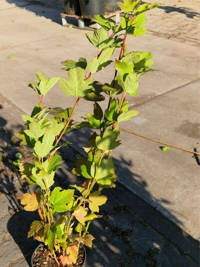 Gefüllter Schneeball &#039;Roseum&#039; / Viburnum opulus &#039;Roseum&#039;