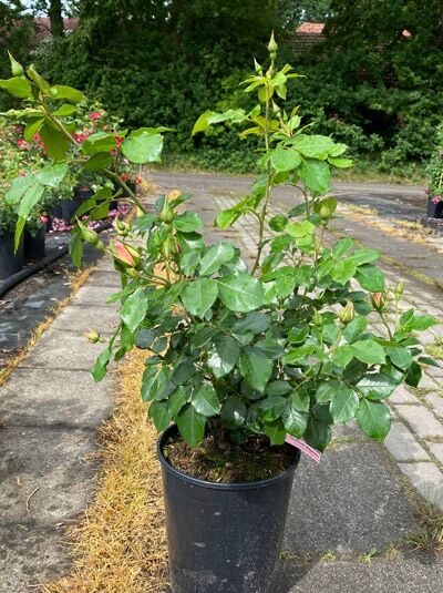 Rosa 'Orienta Magnolia'® / Strauchrose 'Orienta Magnolia'® C5 im Topf, grünes Laub, mehrere Knospen und zartrosa Blütenansatz.