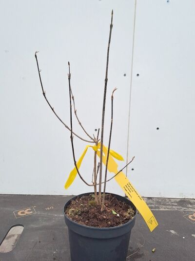 Callicarpa bodinieri giraldii (Liebesperlenstrauch, Schönfrucht) 30-40 cm C2 im Topf mit kahlen Trieben und Pflanzenetikett.