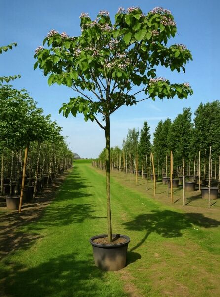 Clerodendrum trichotomum, Chinesischer Losbaum Hochstamm 12-14 StU im Container, Baum mit rundlicher Krone und Blütenständen.