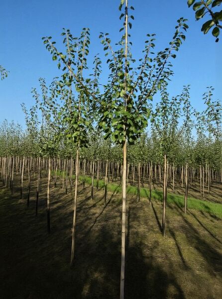 Prunus domestica 'Reine Claude Verte' – Pflaume 'Reine Claude Verte', Hochstamm, junger Baum mit Stamm und grünen Blättern
