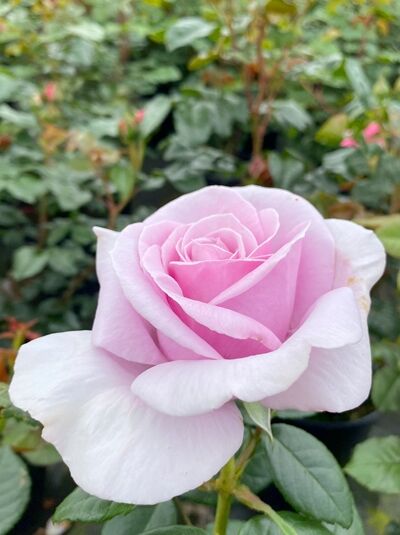 Edelrose 'Pacific Blue' ® / Edelrose 'Pacific Blue' ®