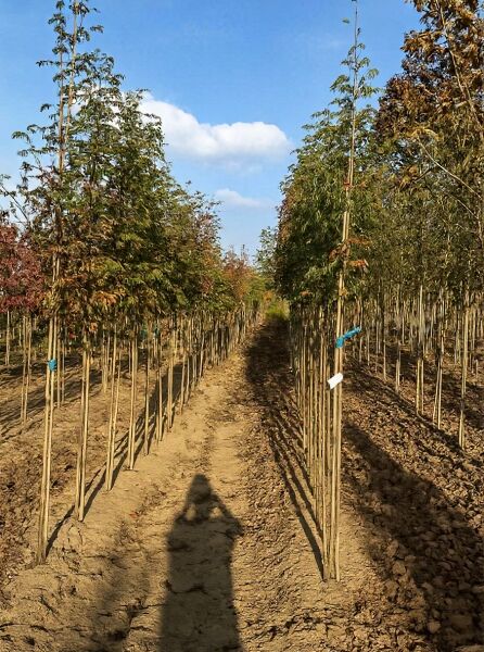 Gemeine Eberesche (Sorbus aucuparia) Hochstamm 10-12 StU, mehrtriebige Jungbäume in Baumschulreihe mit Stützstäben