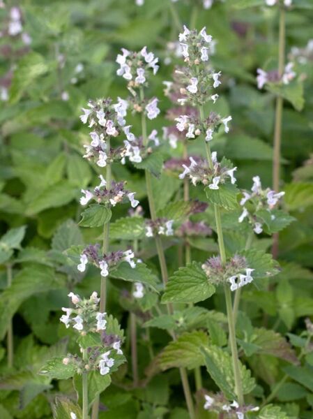 Nepeta cataria  /