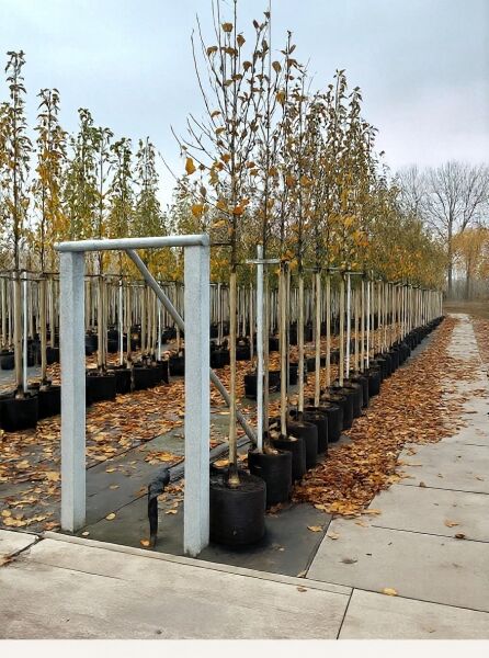 Malus 'Evereste' (Zierapfel 'Evereste') Hochstamm 8-10 StU im Container, mehrere Bäume in Reihe in Baumschule