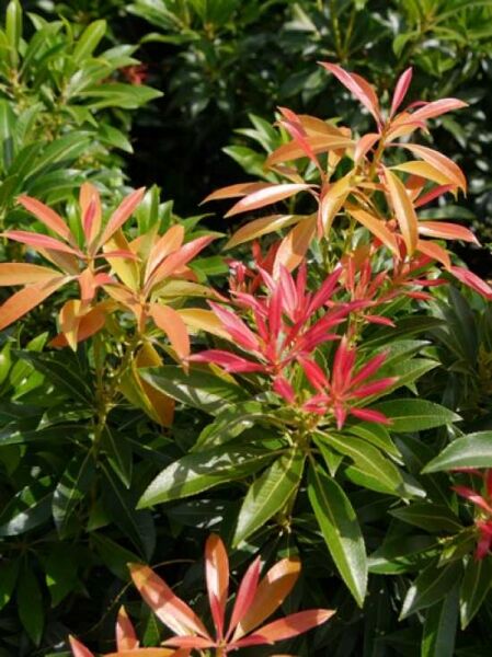Japanische Lavendelheide 'Forest Flame' / Pieris japonica 'Forest Flame'