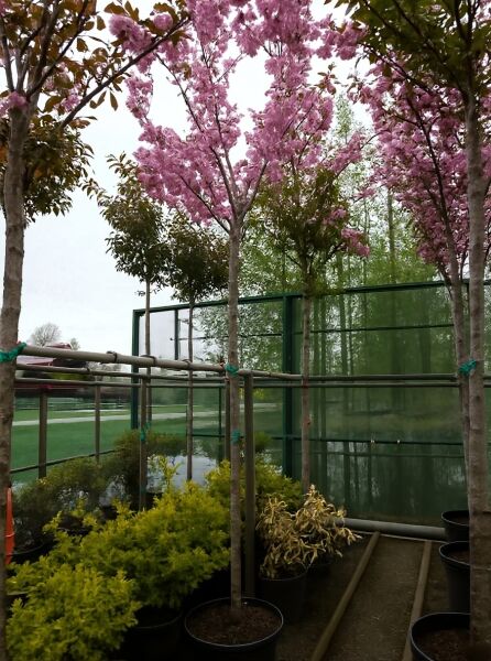 Prunus serrulata 'Kanzan' (Japanische Nelken-Kirsche), Hochstamm im Container mit rosa Blüten, 225 cm Stamm, 18–20 StU