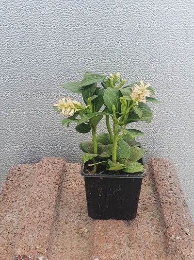 Pachysandra terminalis 'Green Carpet' – Dickmännchen 'Green Carpet' im P9-Topf mit grünen Blättern und hellen Blütenständen