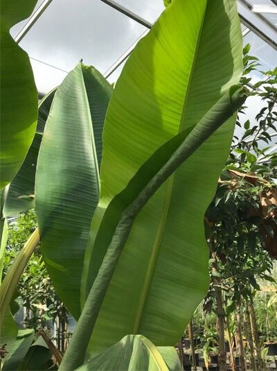calathea spitzen braun Calathea Ornata (Korbmarante) – Foliage Dreams main image 0