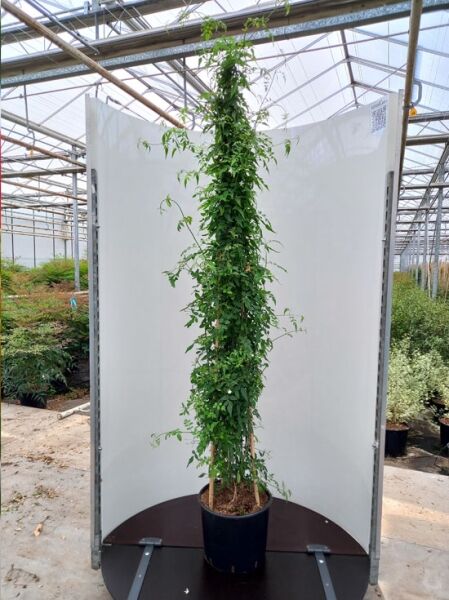 Echter Jasmin (Jasminum officinale) 250–300 cm C25, rankende Pflanze am Stab im schwarzen Topf.