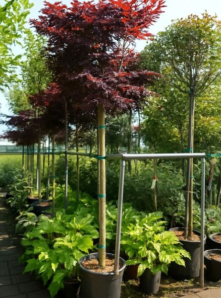 Roter Fächer-Ahorn Acer palmatum 'Fireglow' auf Stamm, Hochstamm im Container mit rotem Laub und runder Krone.
