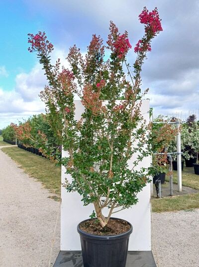 Indische Lagerströmie 'Braise d'été' / Kreppmyrthe - Lagerstroemia indica 'Braise d'été'