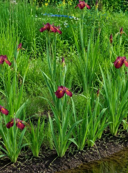 Schwertlilie 'Ann Chowing' - Iris 'Ann chowing'
