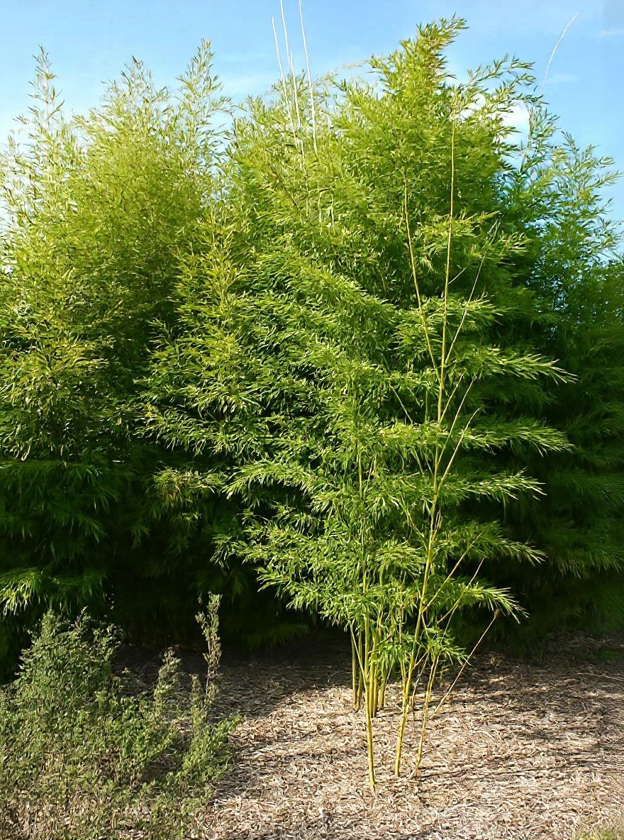 Knoten-Bambus - Phyllostachys aurea - Baumschule NewGarden