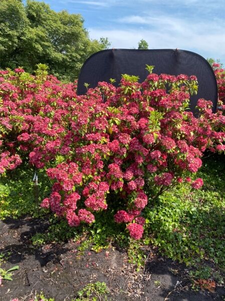 Kalmia latifolia 'Sarah' (Lorbeerrose/Berglorbeer) Solitärstrauch mit vielen rosafarbenen Blüten und grünem Laub, 140–160 cm m. Db.
