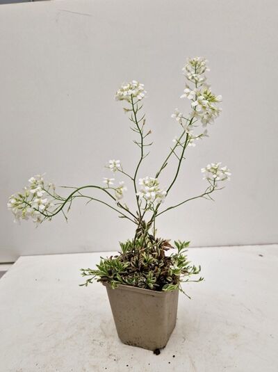 Arabis ferdinandi-coburgi 'Variegata' (Kleine Garten-Gänsekresse) im Topf, grün-weiß panaschiertes Laub und weiße Blütenstände.