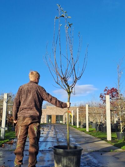 Malus domestica 'Notaris' (Apfel 'Notaris') Halbstamm 12-14 StU im Container, junger Obstbaum mit kahlen Ästen und Stammstütze