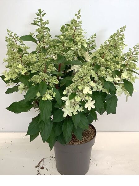 Rispen-Hortensie 'Pinky Winky®' (Hydrangea paniculata) 60–80 cm C10, im Topf mit grünen Blättern und cremeweißen Rispenblüten