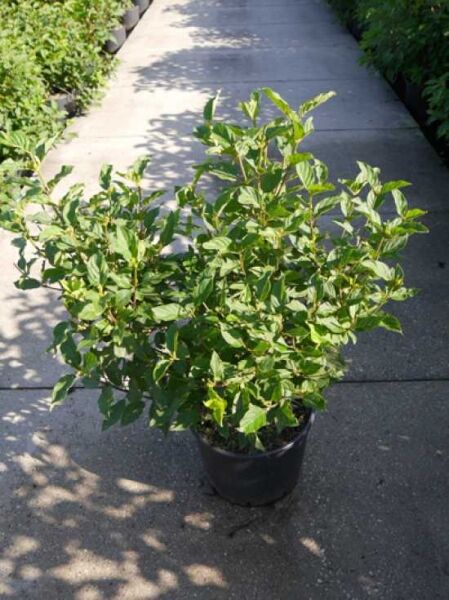Hydrangea paniculata 'Limelight ®' / Limonenfarbene Rispen-Hortensie