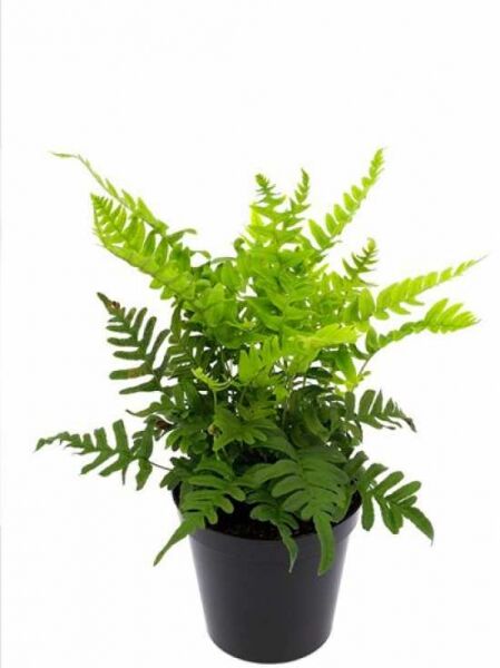 Polypodium vulgare / Gemeiner Tüpfelfarn P11, Farn im Topf mit grünen, gefiederten Wedeln