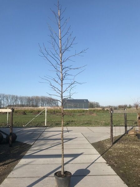 Liquidambar styraciflua (Amerikanischer Amberbaum) Guldenbaum Hochstamm 12-14 StU im Container, unbelaubter Baum mit Stammkrone
