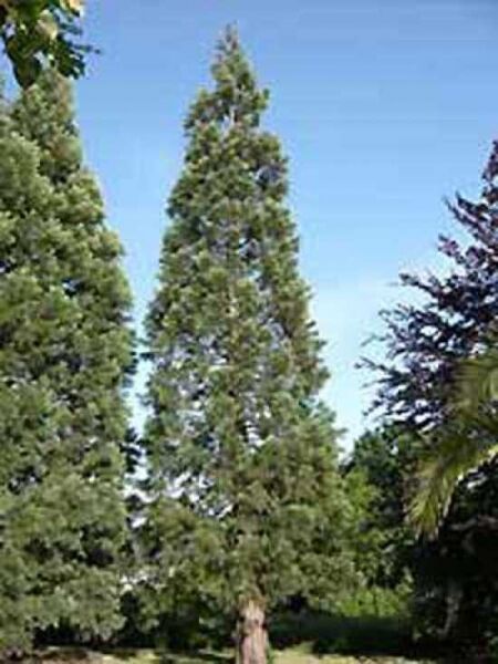 Sequoiadendron giganteum / Mammutbaum / Bergmammutbaum