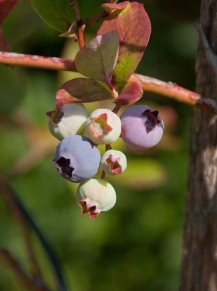 Heidelbeere 'Jersey' / Vaccinium corymbosum 'Jersey'