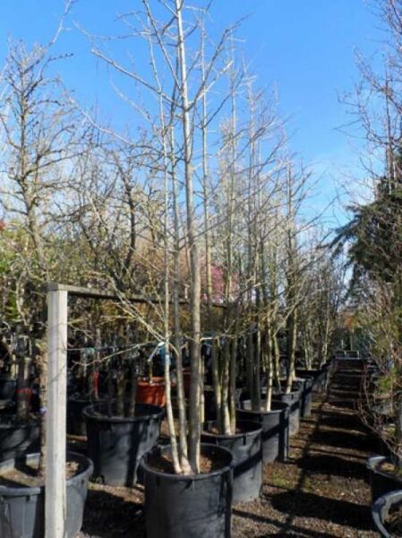 Ginkgo biloba (Ginkgobaum/Fächerblattbaum) mehrstämmiger Baum im Container C350, ca. 400–500 cm hoch, ohne Laub