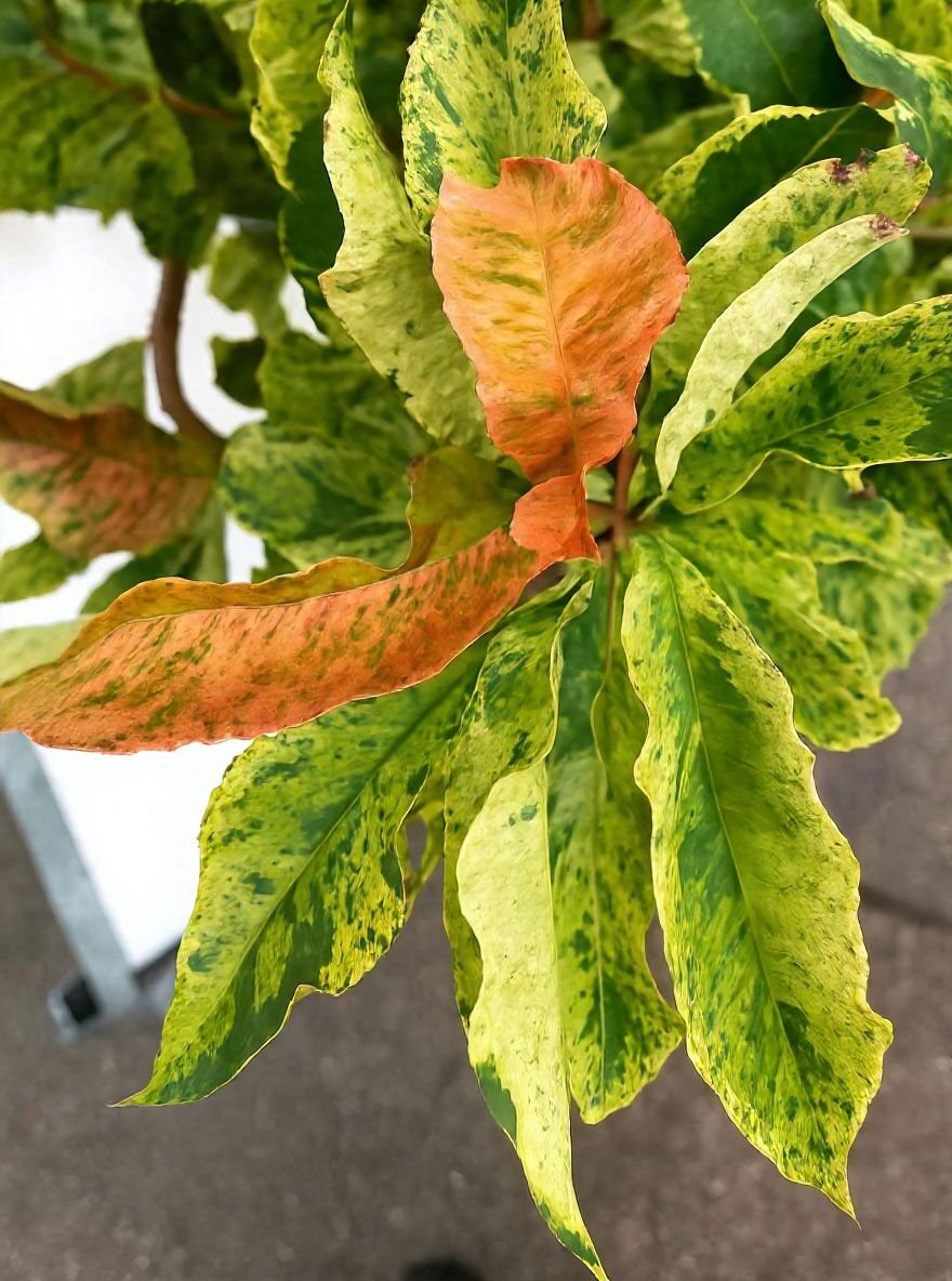 glanzmispel dünger kaufen Glanzmispel als Spalierbaum bestellen? main image 1