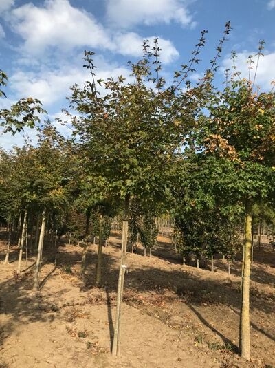 Zoeschener Ahorn 'Annae' (Acer zoeschense 'Annae') Hochstamm 16-18 StU, Baum mit aufrechter Krone und grünem Laub.