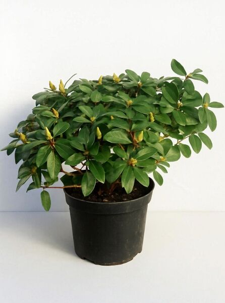 Rhododendron haematodes 'Lisetta®' (Rhododendron 'Lisetta') Solitärstrauch 70–80 cm breit im Topf, mit grünen Blättern und Knospen