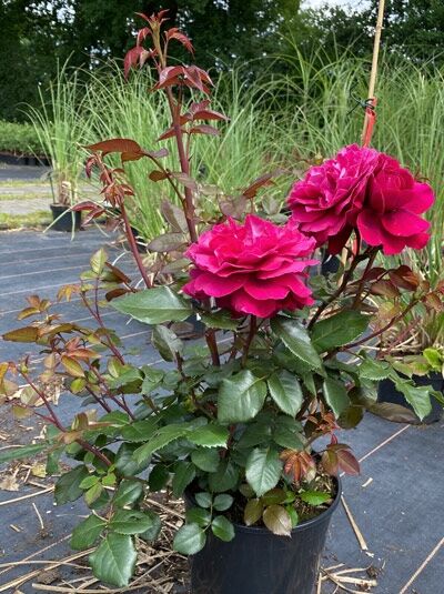 Edelrose 'Bellevue' ® / Edelrose 'Bellevue' ®