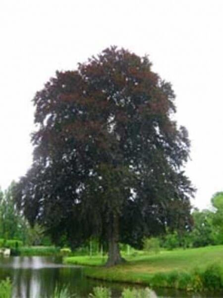 Blutbuche 'Purpurea' / Fagus sylvatica 'Purpurea'