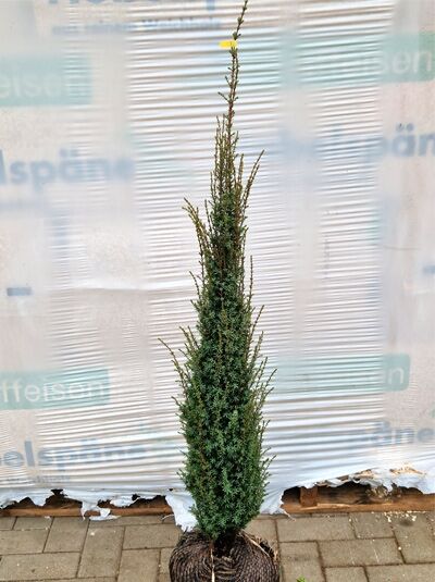 Säulen-Wacholder 'Sentinel' / Juniperus communis 'Sentinel'