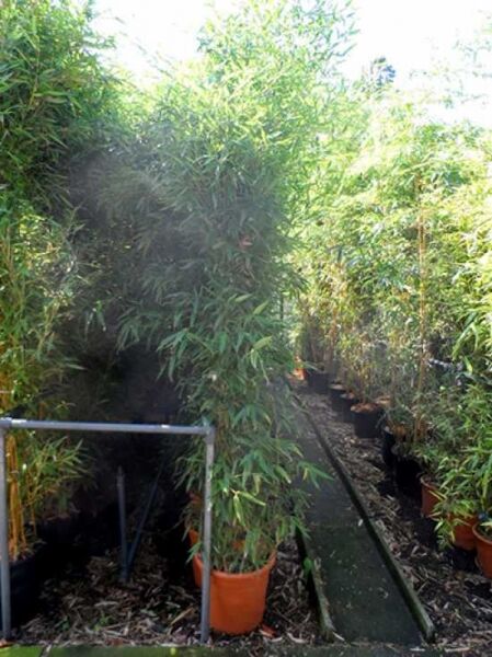 Knoten-Bambus / Phyllostachys aurea