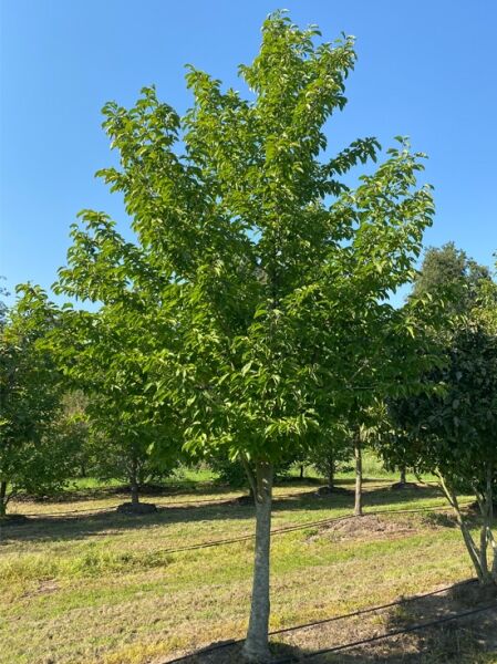 Magnolia kobus (Kobus-Magnolie) als junger Baum mit dichtem, grünem Laub im Freilandbestand