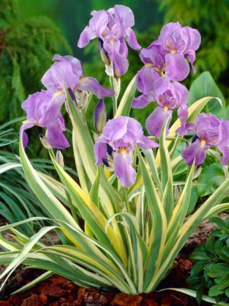 Iris pallida 'Variegata' / Weißgestreifte Schwertlilie