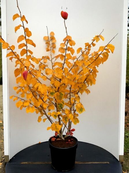 Hamamelis intermedia 'Diane' / Zaubernuss 'Diane', 100-125 cm C20, mehrstämmiger Strauch im Topf mit gelbem Herbstlaub.