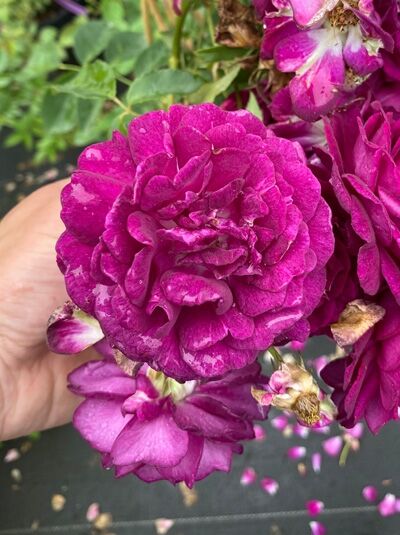 Rosa 'Rosengarten Zweibrücken' / Strauchrose 'Rosengarten Zweibrücken' mit gefüllten, purpurrosa Blüten in Nahaufnahme