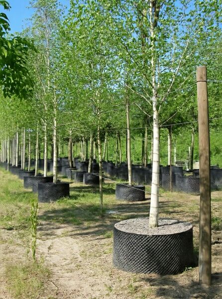 Betula pendula (Sand-Birke) Hochstamm 20-25 StU im Container mit weißer Rinde und grünem Laub in Baumschule